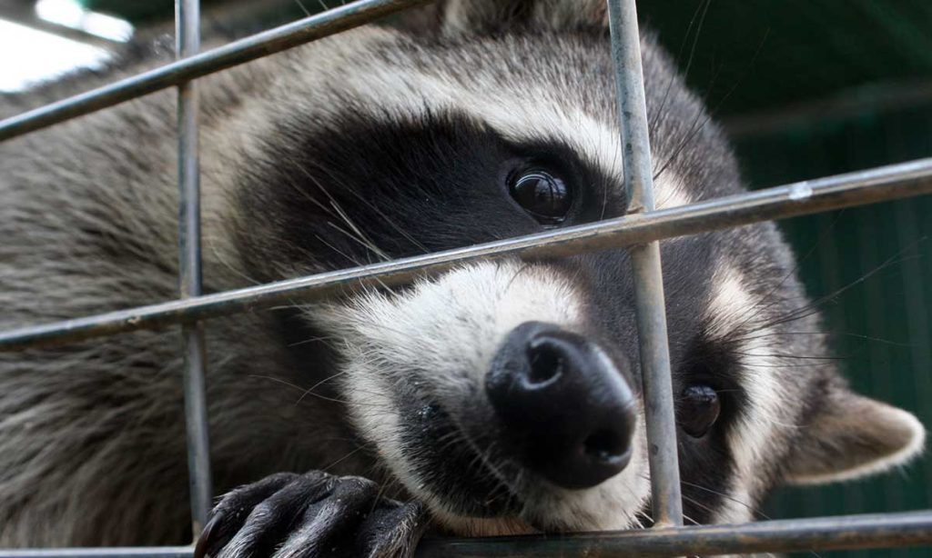 The Importance of Commercial Raccoon Trapping Services