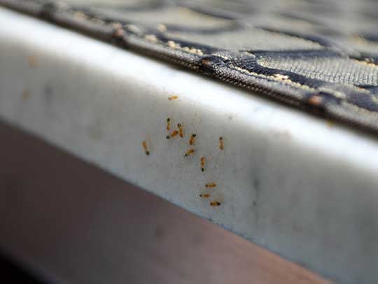 ant control in tampa
