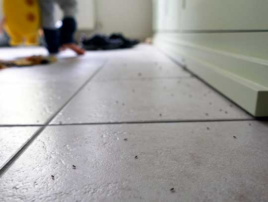 ant prevention services in tampa