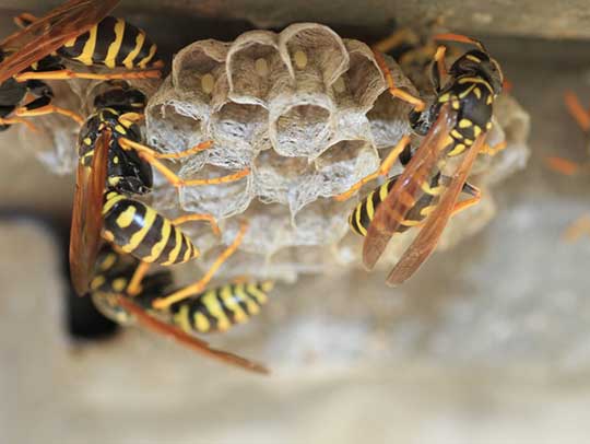 bee control in Tampa