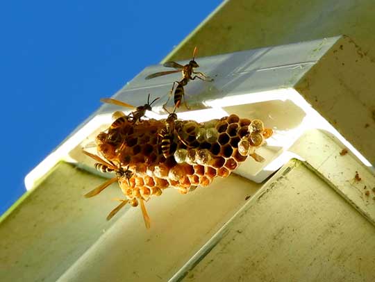 bee removal in tampa