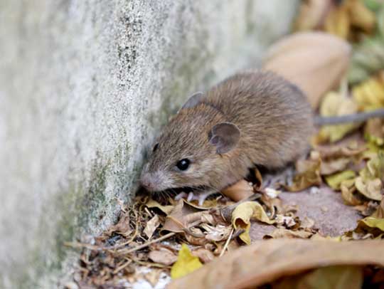 mice removal in tampa
