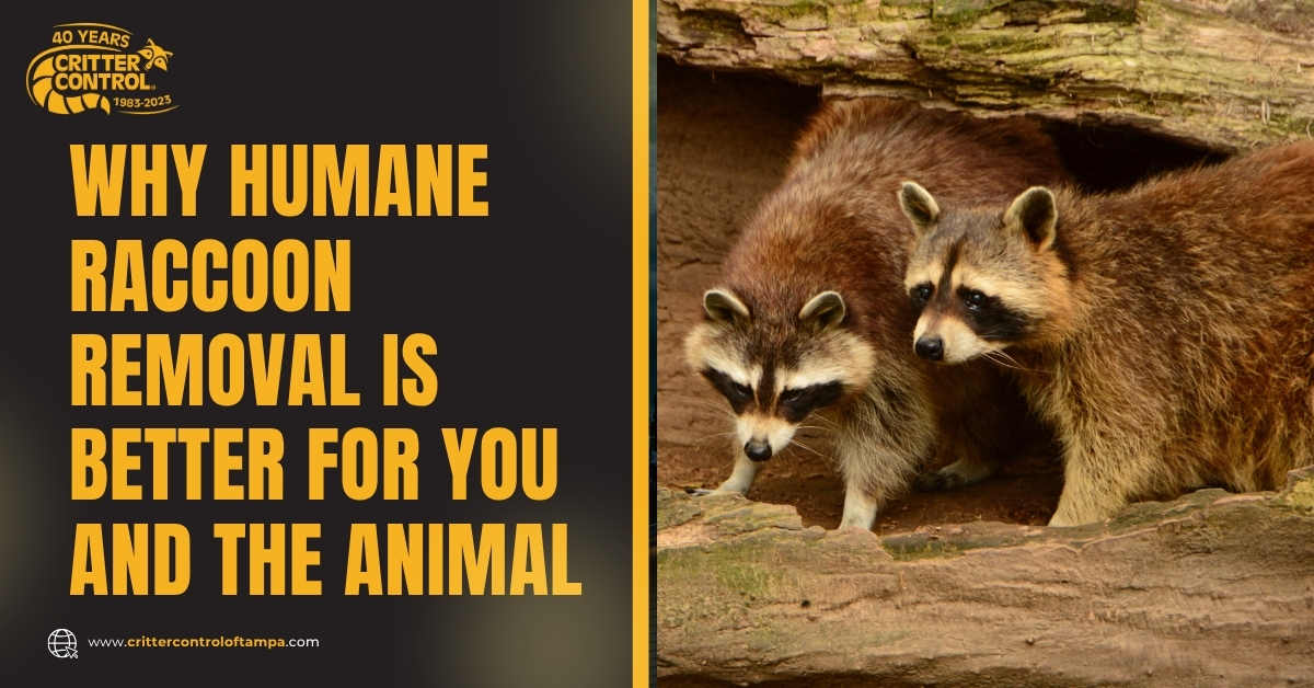 Humane Raccoon Removal