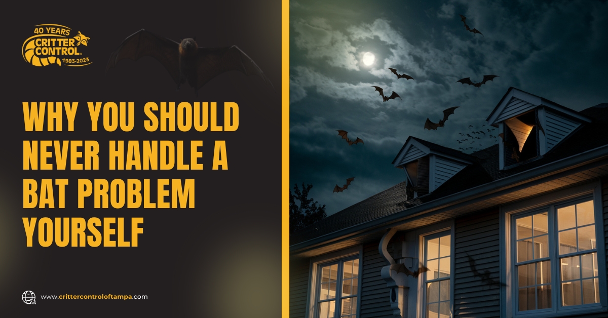 Handle a Bat Problem Yourself