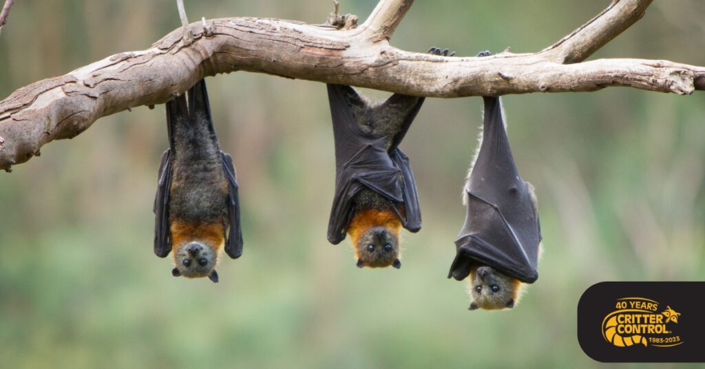  professional bat removal service