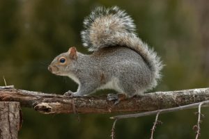  Tampa - Squirrels 