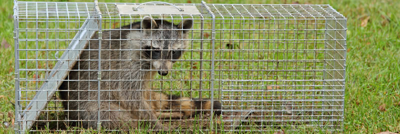 A raccoon sitting in a trap.