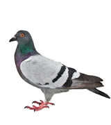 Tampa pigeon
