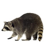 Tampa raccoons