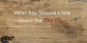 What You Should Know About the Zika Virus in Tampa