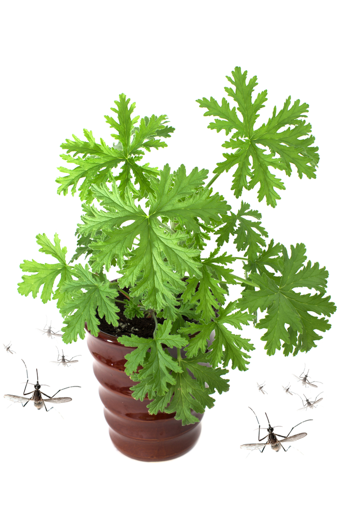 Plants That Naturally Repel Mosquitoes