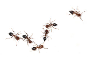 Tampa Ants