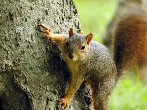  Tampa - Squirrels 