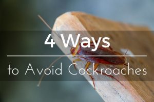 how-to-avoid-cockroaches