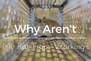 Tampa Rat Traps