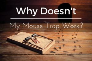 mouse-trap