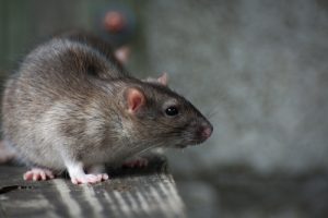 Tampa Rat