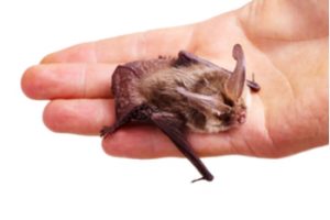 Bat in Hand