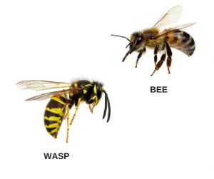 What are the Differences Between Wasps and Bees?