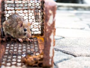 Humane rat removal