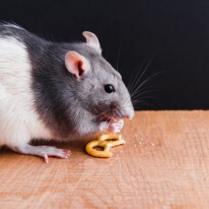 Food storage tips for rodent prevention