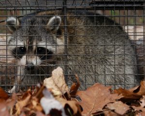 Raccoon Trapping Services