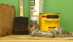 How Rodents Can Get into Your Home