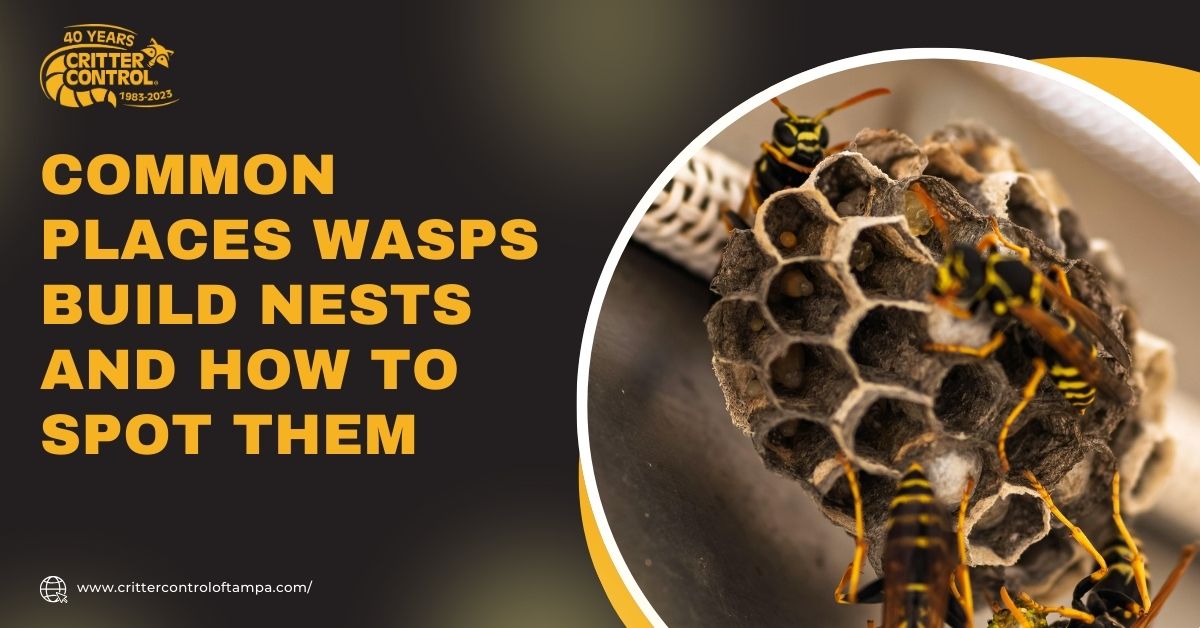 Common Places Wasps Build Nests and How to Spot Them