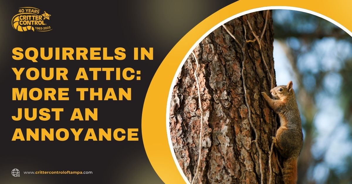 Squirrels in Your Attic