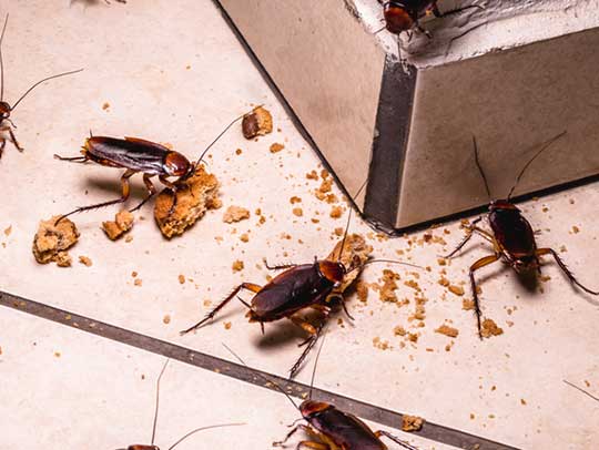 Cockroach Exterminator in Tampa, FL