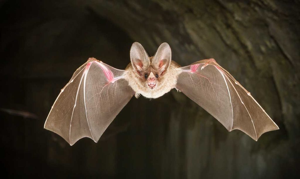 How to Secure Your Home for Bat Maternity Season