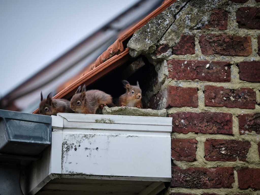 Squirrels in your Attic: More than just an Annoyance