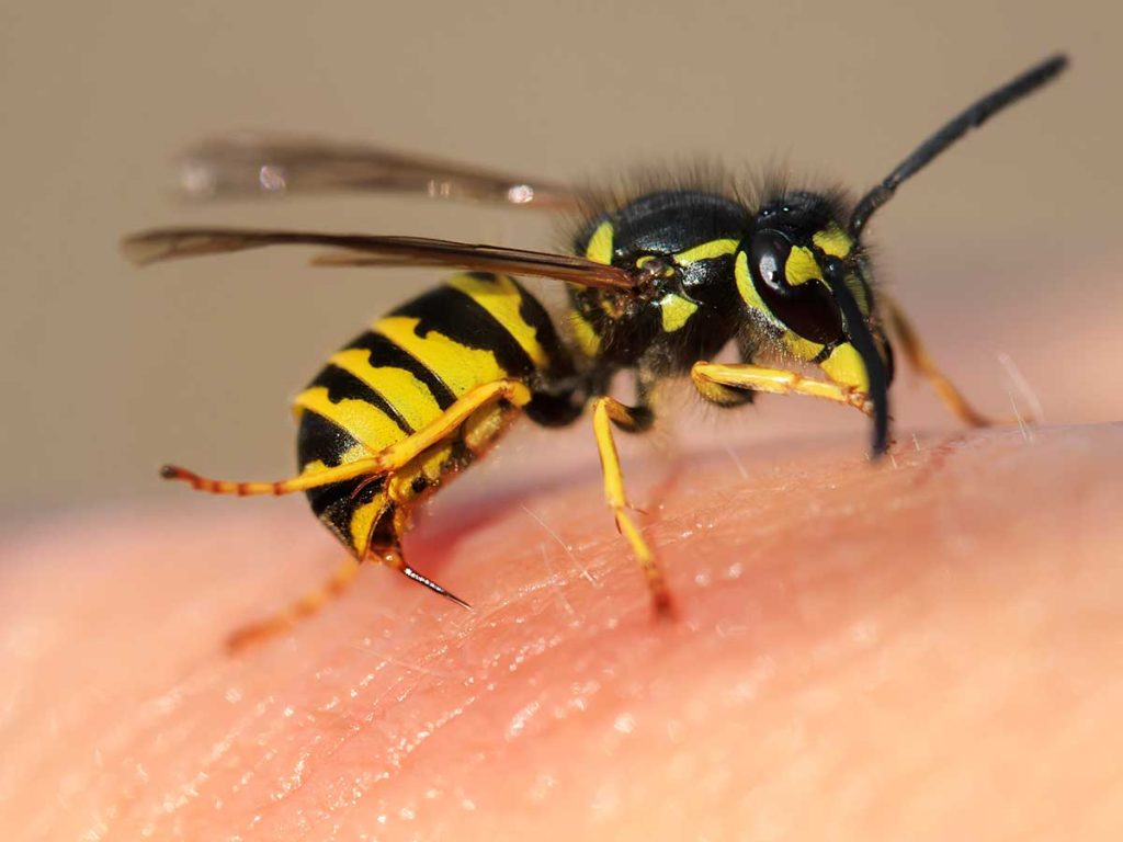 What are the Differences Between Wasps and Bees
