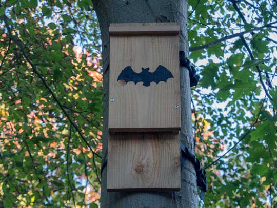 Why Can’t You Exclude Bats During the Protected Season?