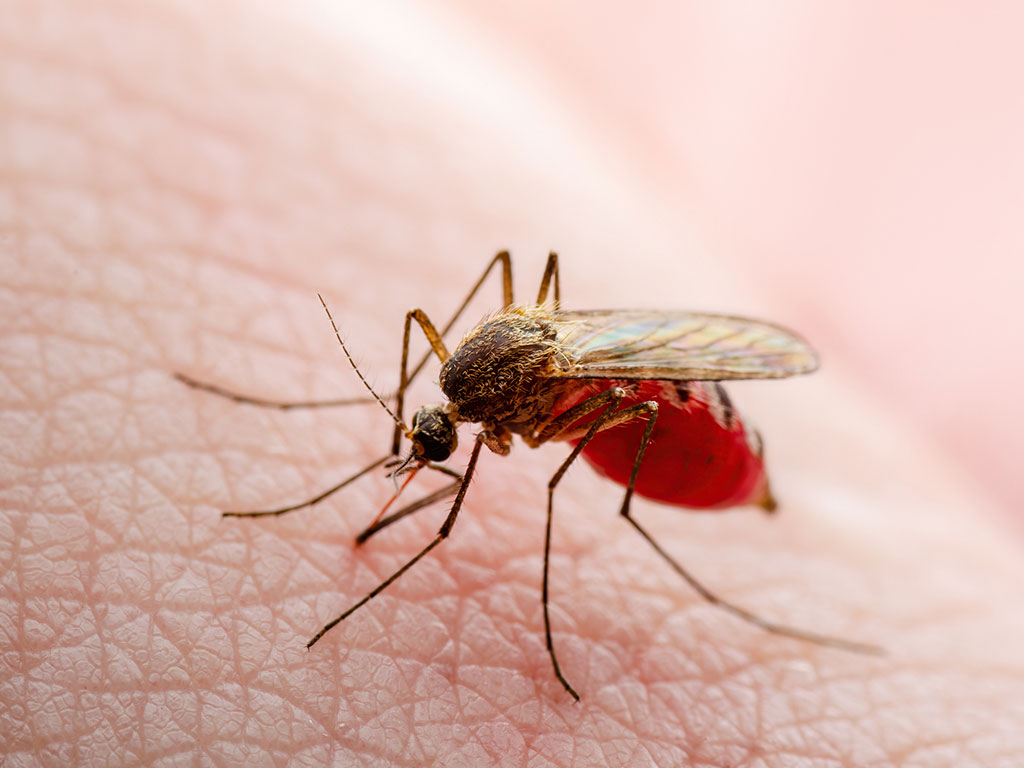All About Mosquitoes and Their Diets