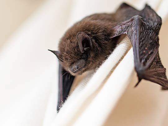 bat exclusion in Tampa