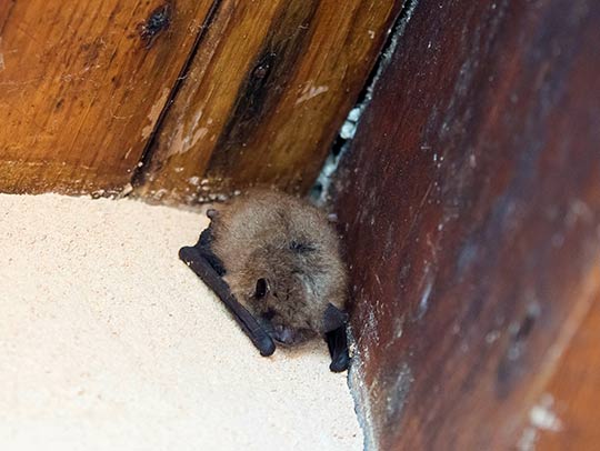 bat removal and control Tampa