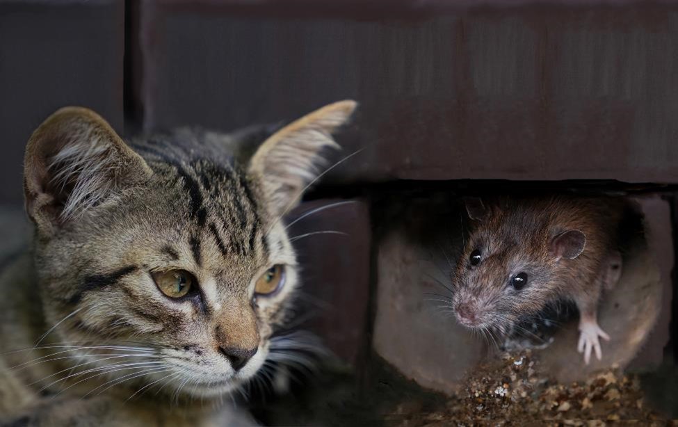 Do cats get rid of rats?
