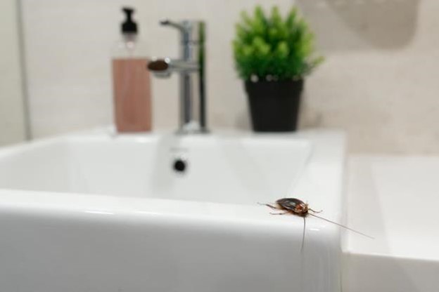 How to get rid of cockroaches in a clean home
