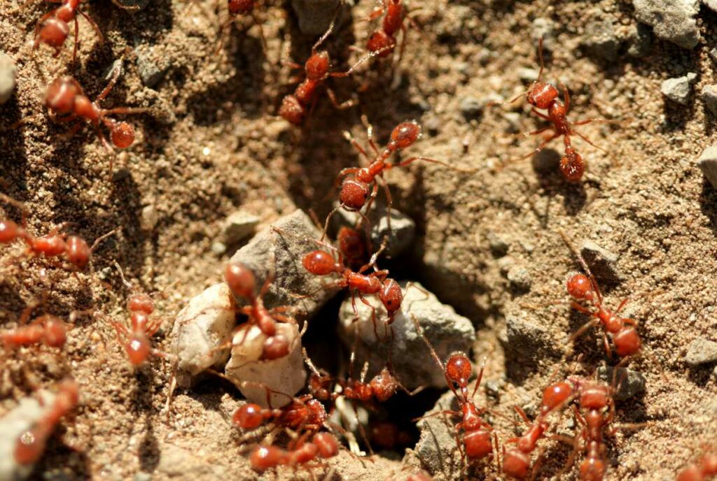 A colony of fire ants crawls around their 
