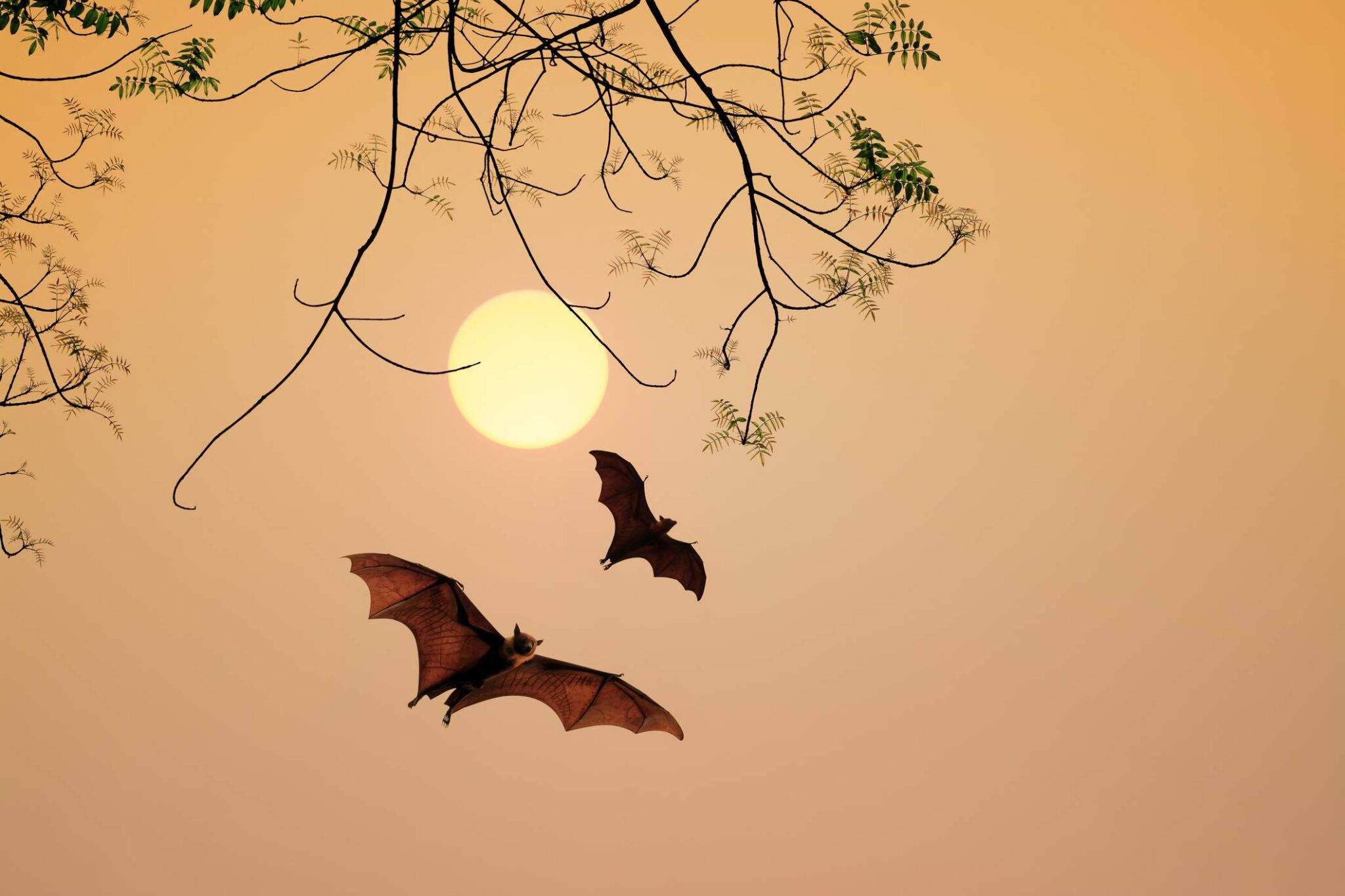 A pair of bats flies in an orange sky close to sunset.