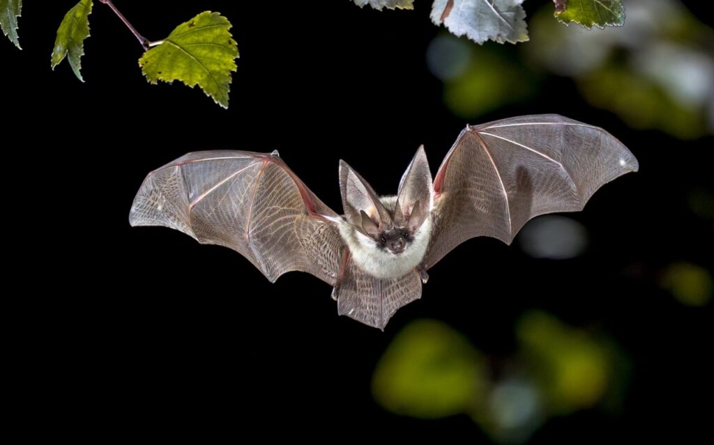 A gray bat flies in the air at night.