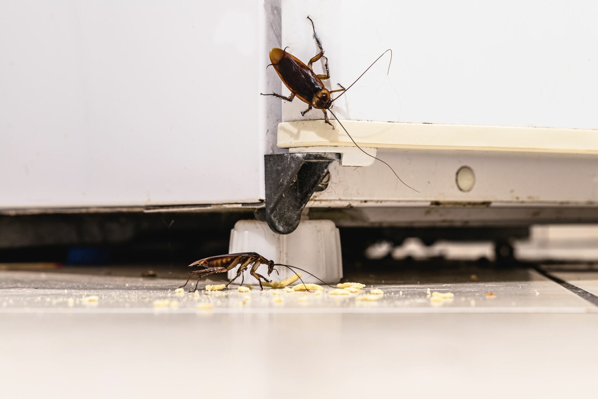 Alt text: Two large brown cockroaches crawl on and around a white refrigerator, eating food crumbs on the floor.
