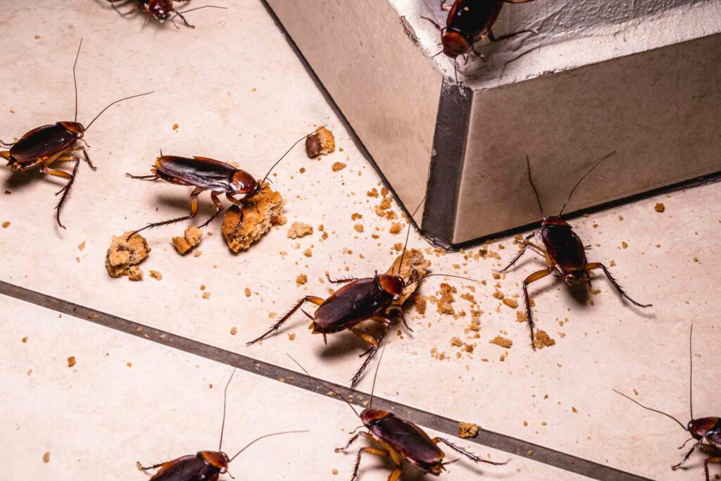 A group of brown cockroaches huddles around cookie crumbs that have fallen onto the floor.