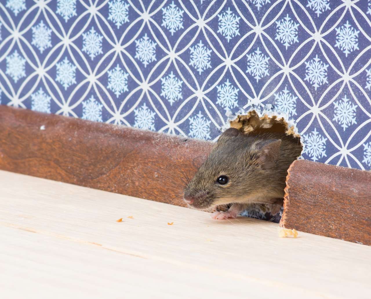 A brown mouse sticks its head out of a hole in a wall with blue and white wallpaper.