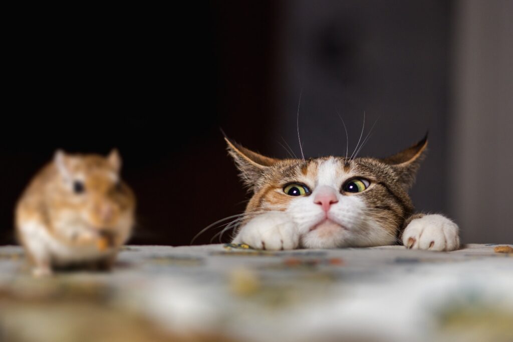 A brown and orange cat looks at a mouse sitting on a table.
