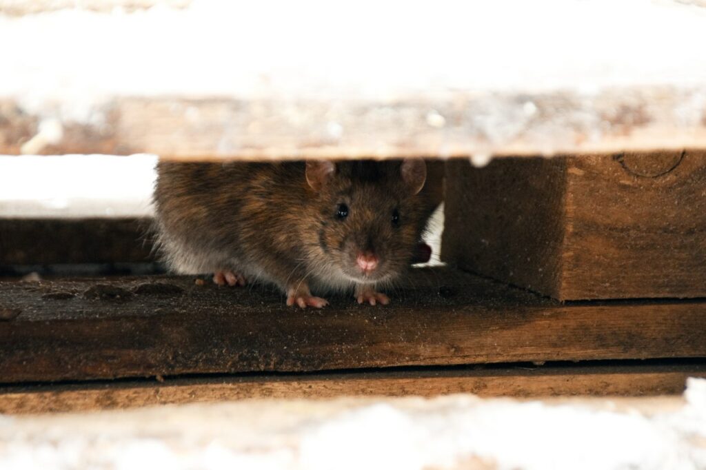 A brown rat looks out from between the wooden planks of a floorboard