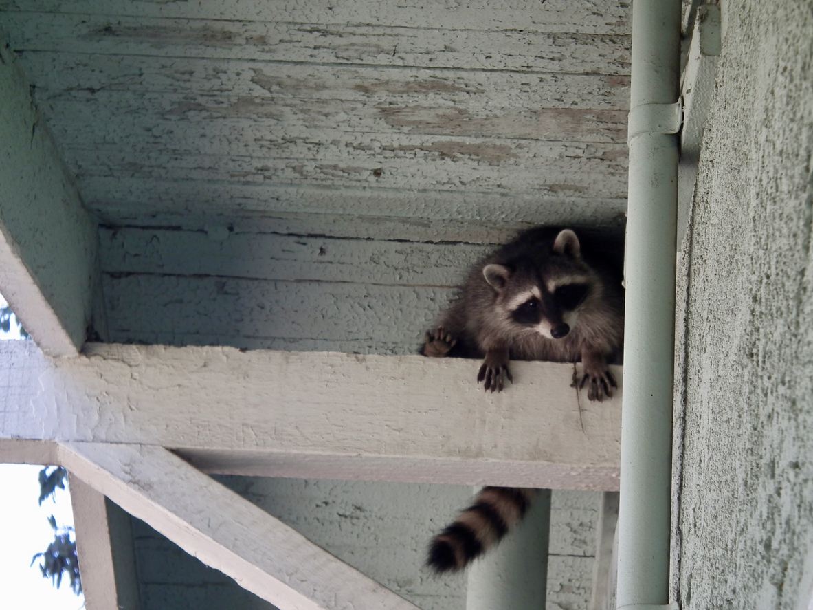 Raccoon on the structural beam of a building.