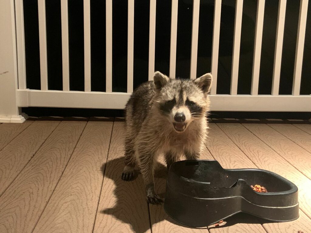 Raccoon snarling and standing over dog food bowl.
