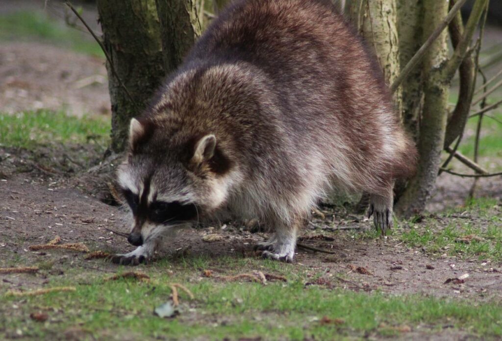Raccoon walking by some trees in search of food